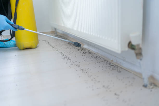 Pest Prevention Services in Baileys Crossroads, VA